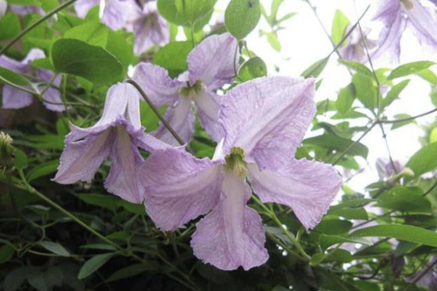 Plamének vlašský 'Betty Corning' - Clematis viticella 'Betty Corning'