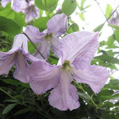 Plamének vlašský 'Betty Corning' - Clematis viticella 'Betty Corning'