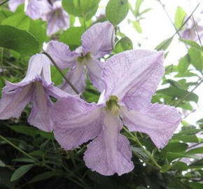 Plamének vlašský 'Betty Corning'