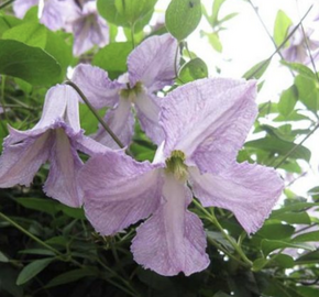 Plamének vlašský 'Betty Corning' - Clematis viticella 'Betty Corning'