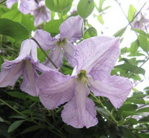 Plamének 'Betty Corning' - Clematis 'Betty Corning'