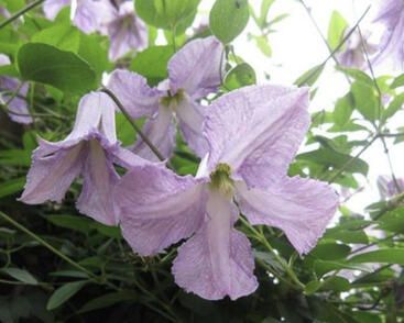 Plamének vlašský 'Betty Corning'