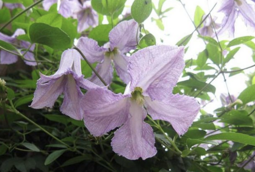Plamének vlašský 'Betty Corning' - Clematis viticella 'Betty Corning'
