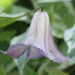 Plamének 'Fairy Slippers' - Clematis 'Fairy Slippers'