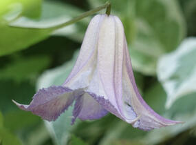 Plamének 'Fairy Slippers' - Clematis 'Fairy Slippers'