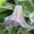 Clematis 'Fairy Slippers'.png