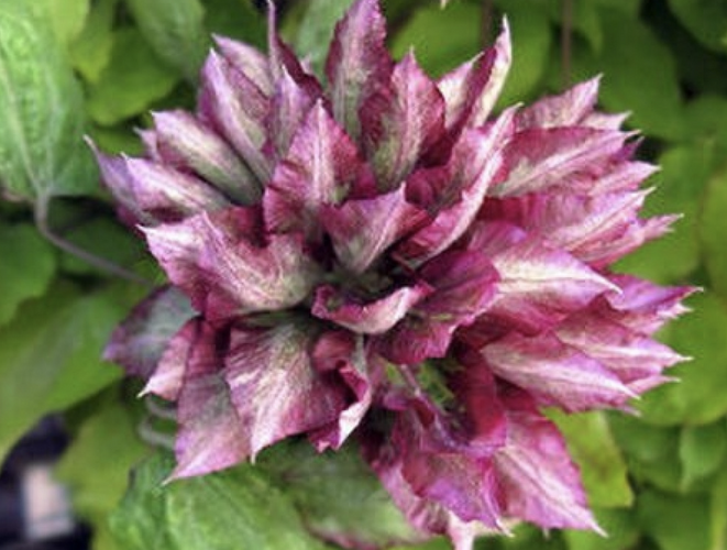 Plamének 'Kaen' - Clematis 'Kaen'