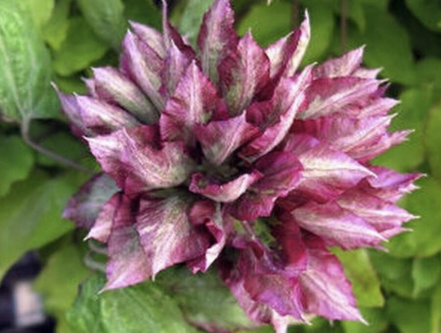 Plamének 'Kaen' - Clematis 'Kaen'