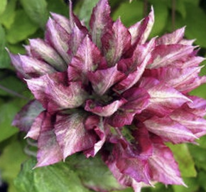 Plamének 'Kaen' - Clematis 'Kaen'