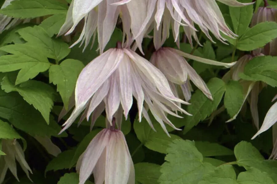 Plamének 'Pink Swing' - Clematis 'Pink Swing'