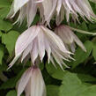 Plamének 'Pink Swing' - Clematis 'Pink Swing'