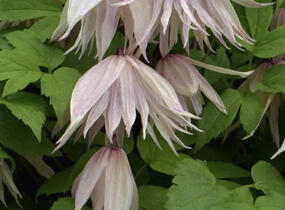 Plamének 'Pink Swing' - Clematis 'Pink Swing'