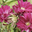 Plamének 'Red Star' - Clematis 'Red Star'