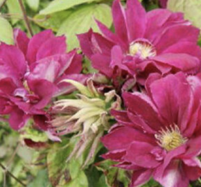 Plamének 'Red Star' - Clematis 'Red Star'