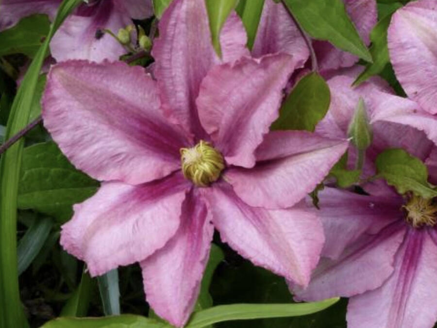Plamének 'Rosamunde' - Clematis 'Rosamunde'