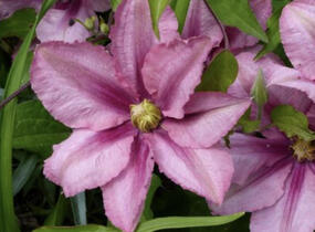 Plamének 'Rosamunde' - Clematis 'Rosamunde'