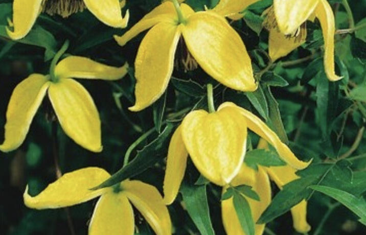 Plamének tangutský 'Bill MacKenzie' - Clematis tangutica 'Bill MacKenzie'