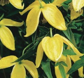 Plamének tangutský 'Bill MacKenzie'