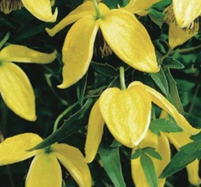 Plamének tangutský 'Bill MacKenzie' - Clematis tangutica 'Bill MacKenzie'