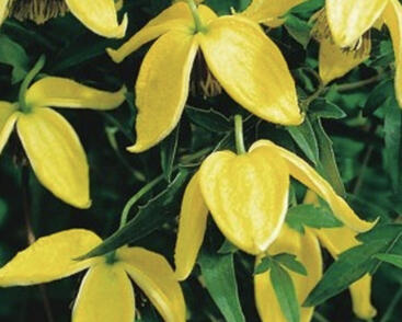 Plamének tangutský 'Bill MacKenzie'