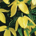 Clematis tangutica 'Bill MacKenzie'.png