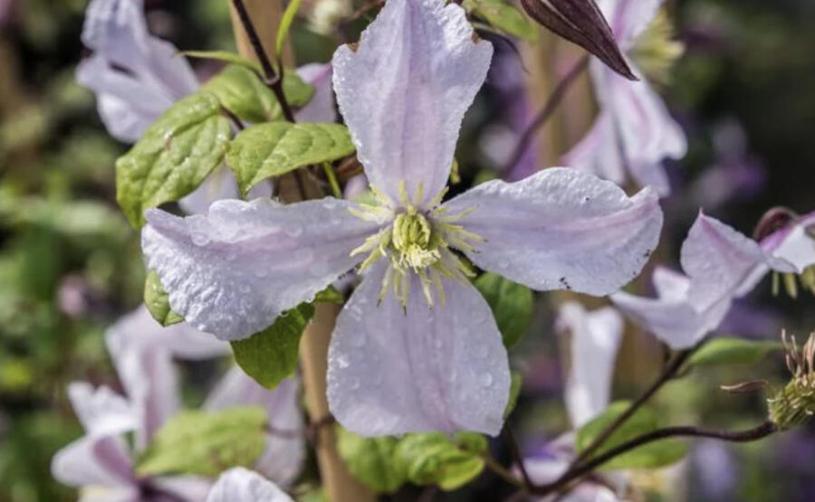 Plamének vlašský 'White Prince Charles' - Clematis viticella 'White Prince Charles'