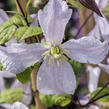 Plamének vlašský 'White Prince Charles' - Clematis viticella 'White Prince Charles'