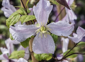 Plamének vlašský 'White Prince Charles' - Clematis viticella 'White Prince Charles'