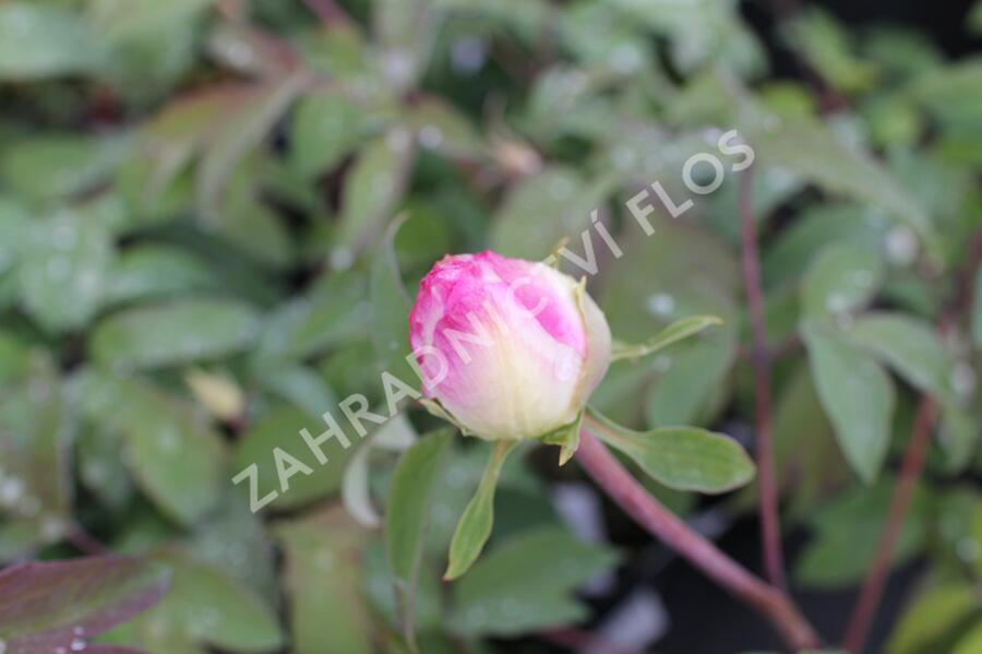 Pivoňka dřevitá 'Bijou de Chussan' - Paeonia suffruticosa 'Bijou de Chussan'