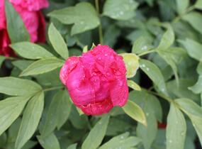 Pivoňka dřevitá 'Asahiminato' - Paeonia suffruticosa 'Asahiminato'