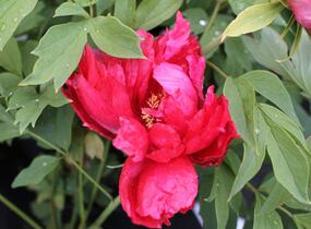 Pivoňka dřevitá 'Asahiminato' - Paeonia suffruticosa 'Asahiminato'