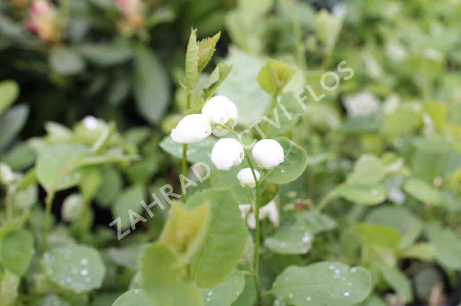 Hroznovec 'Snowday Blizzard' - Exochorda 'Snowday Blizzard'