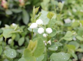 Hroznovec 'Snowday Blizzard' - Exochorda 'Snowday Blizzard'