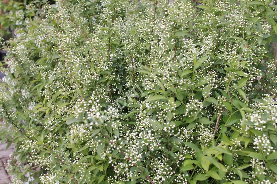 Trojpuk - Deutzia lemoinei