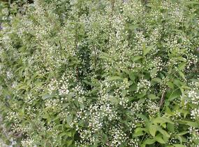 Trojpuk - Deutzia lemoinei