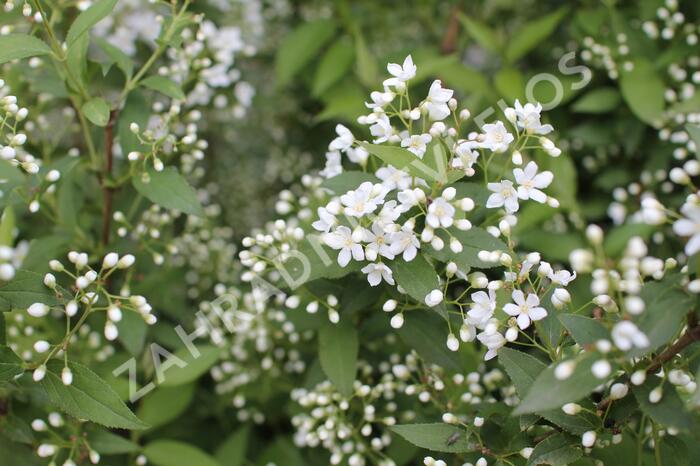 Trojpuk - Deutzia lemoinei