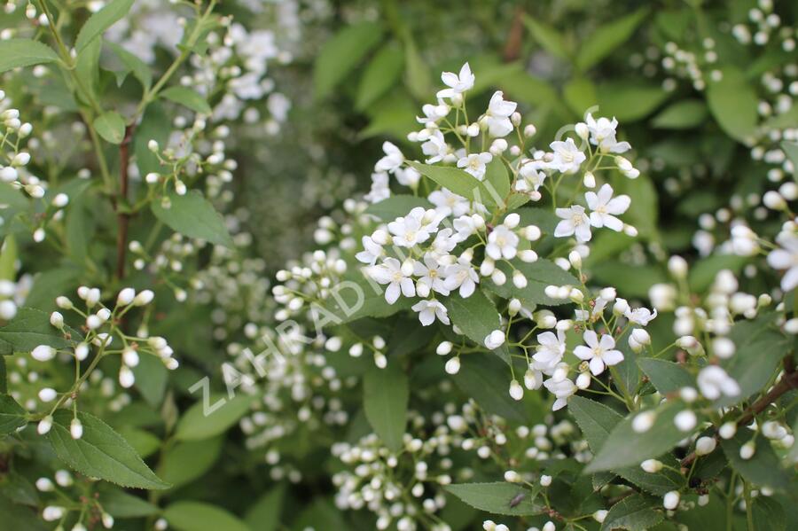 Trojpuk - Deutzia lemoinei