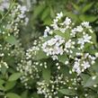 Trojpuk - Deutzia lemoinei