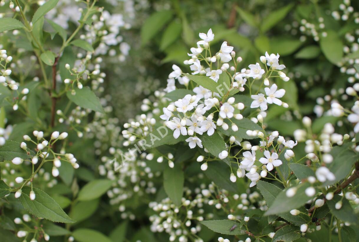 Trojpuk - Deutzia lemoinei