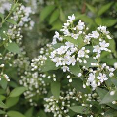 Trojpuk - Deutzia lemoinei