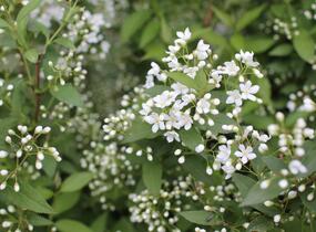 Trojpuk - Deutzia lemoinei