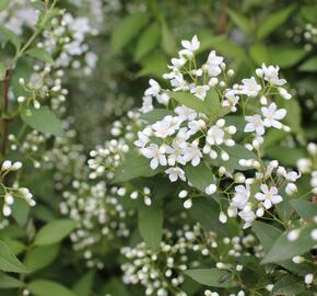 Trojpuk - Deutzia lemoinei