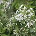 Deutzia lemoinei_03.JPG