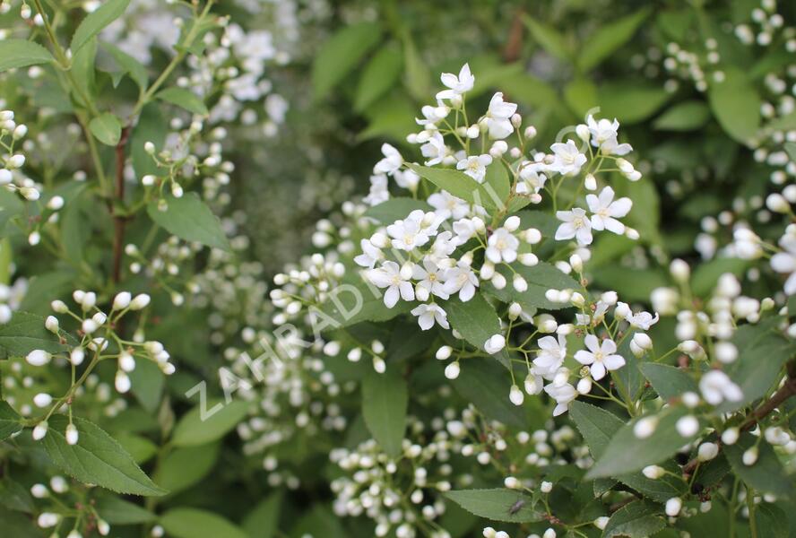 Trojpuk - Deutzia lemoinei