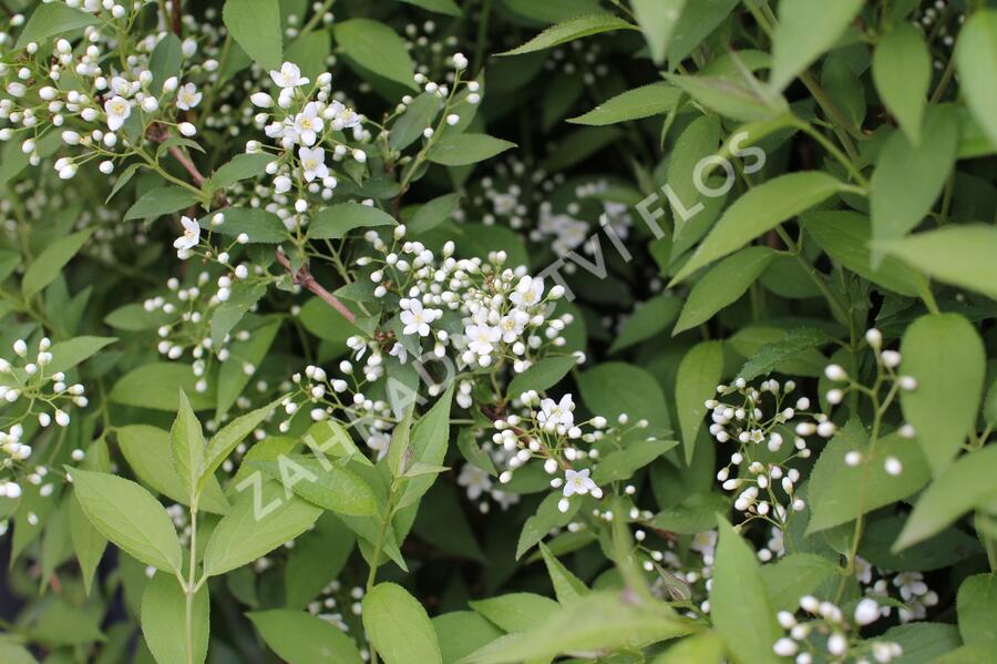 Trojpuk - Deutzia lemoinei