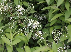 Trojpuk - Deutzia lemoinei