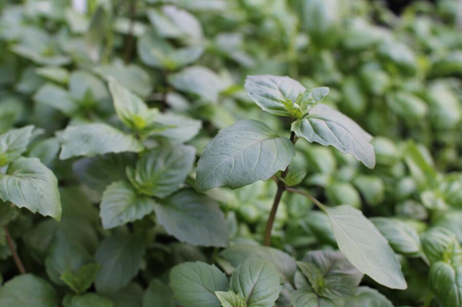 Bazalka skořicová 'Cinnamon' - Ocimum basilicum 'Cinnamon'