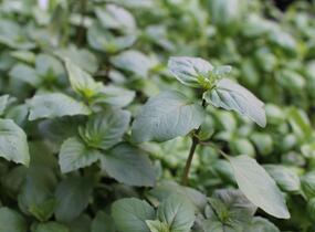 Bazalka skořicová 'Cinnamon' - Ocimum basilicum 'Cinnamon'