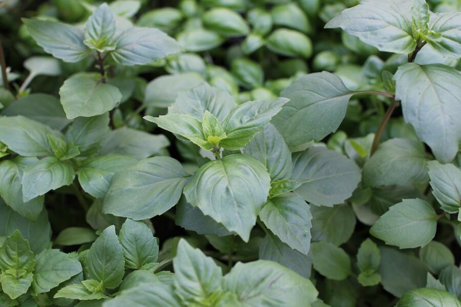 Bazalka skořicová 'Cinnamon' - Ocimum basilicum 'Cinnamon'