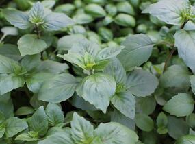 Bazalka skořicová 'Cinnamon' - Ocimum basilicum 'Cinnamon'